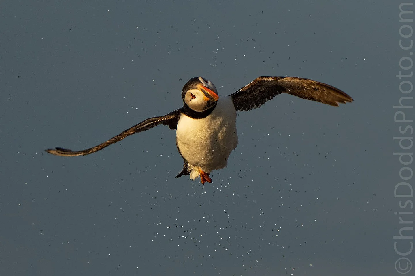 Atlantic Puffin twist and shake — Nature Photography Blog